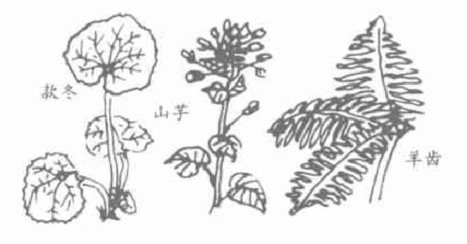 依水而生的植物.jpg